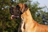 DOGUE ALLEMAND 351